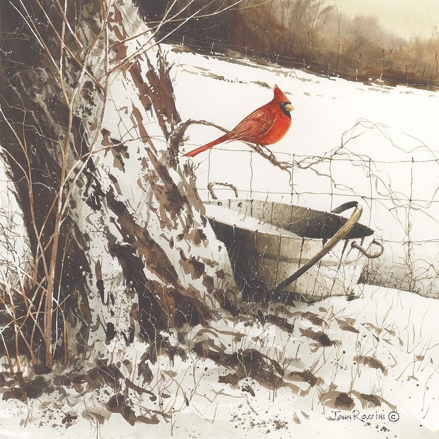 Country Cardinal Poster Print by John Rossini-VARPDXJR138 Image 1