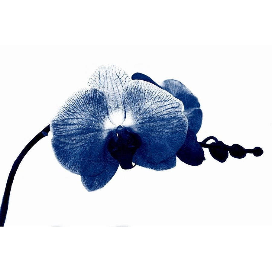 Super Blue Orchid Poster Print by Jamie Phillip-VARPDXJRH120A Image 1