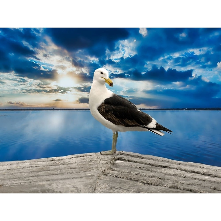 Ocean Bird Poster Print by Jamie Phillip-VARPDXJRH173A Image 1