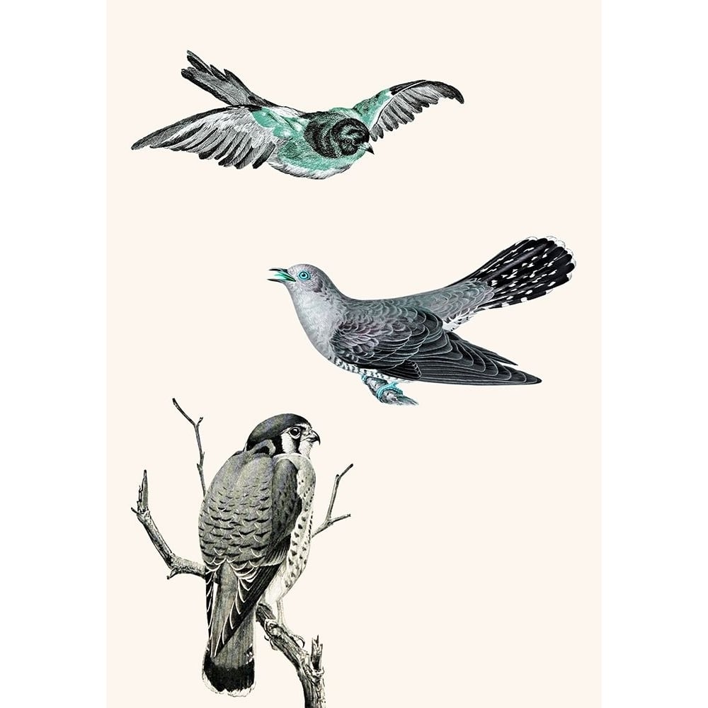 Birds 1 Poster Print - Jamie Phillip-VARPDXJRV422A Image 1