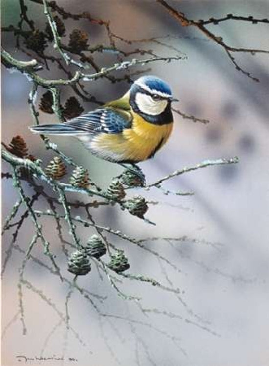 Bird in fir-tree Poster Print by Jan Weenink-VARPDXJW2005004 Image 1