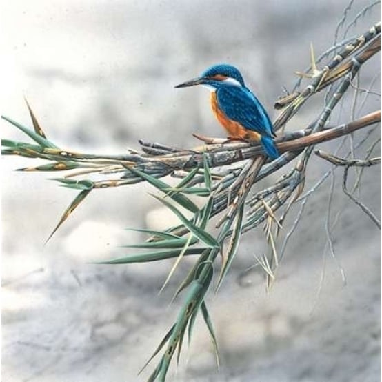 Kingfisher Poster Print by Jan Weenink-VARPDXJW2005003 Image 1