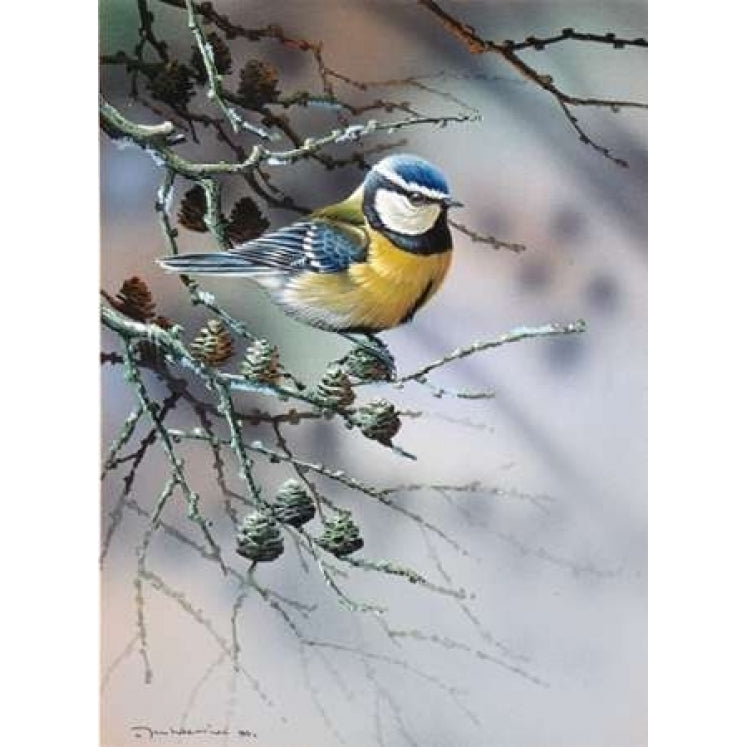 Bird in fir-tree Poster Print by Jan Weenink-VARPDXJW2005004 Image 2