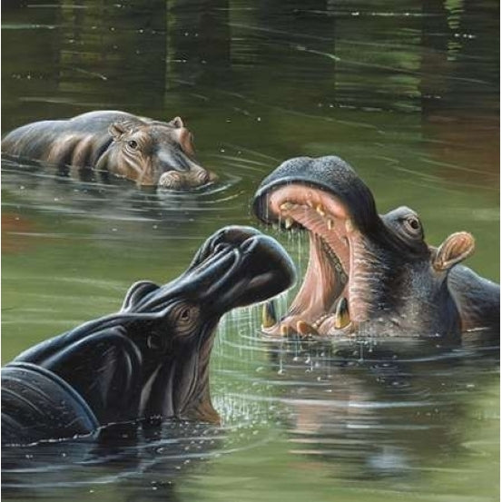 Hippos in water Poster Print by Jan Weenink-VARPDXJW2005101 Image 1