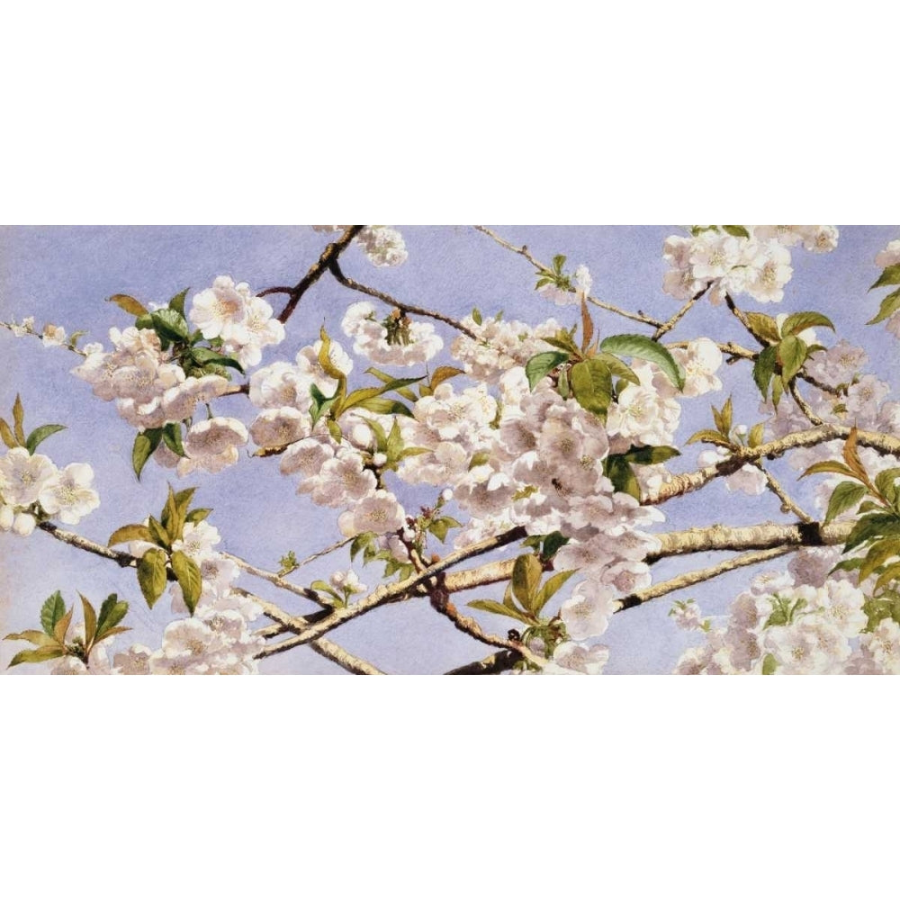 Apple Blossoms Poster Print by John William Hill-VARPDXJWH2170 Image 1