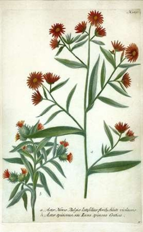 Aster Plate 189 Poster Print by Johann W. Weinmann-VARPDXJWW01 Image 1