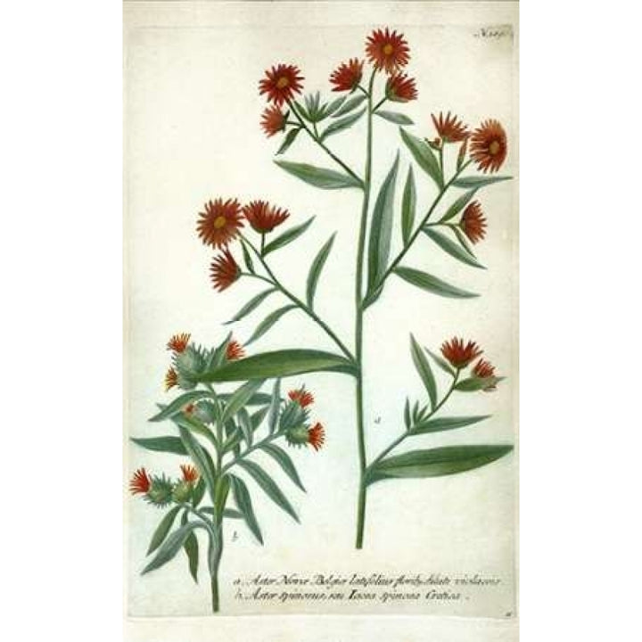 Aster Plate 189 Poster Print by Johann W. Weinmann-VARPDXJWW01 Image 2