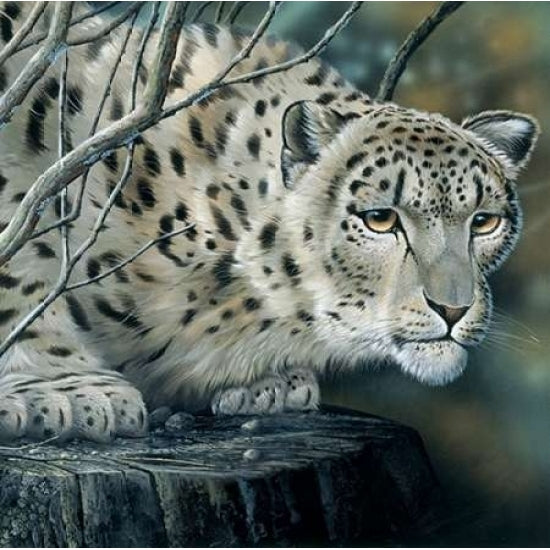 White tiger Poster Print by Jan Weenink-VARPDXJW2005102 Image 2