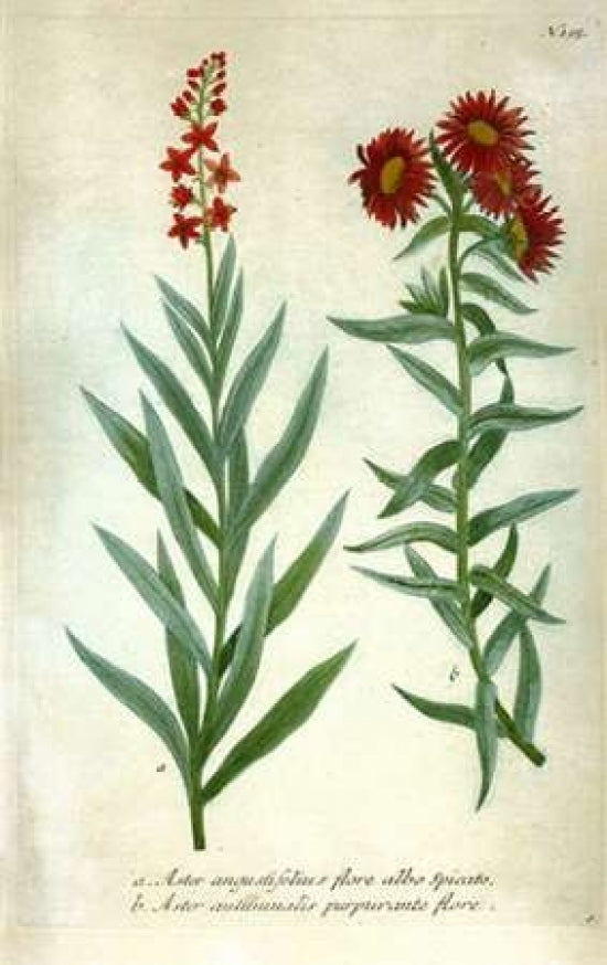 Aster Plate 195 Poster Print by Johann W. Weinmann-VARPDXJWW03 Image 1