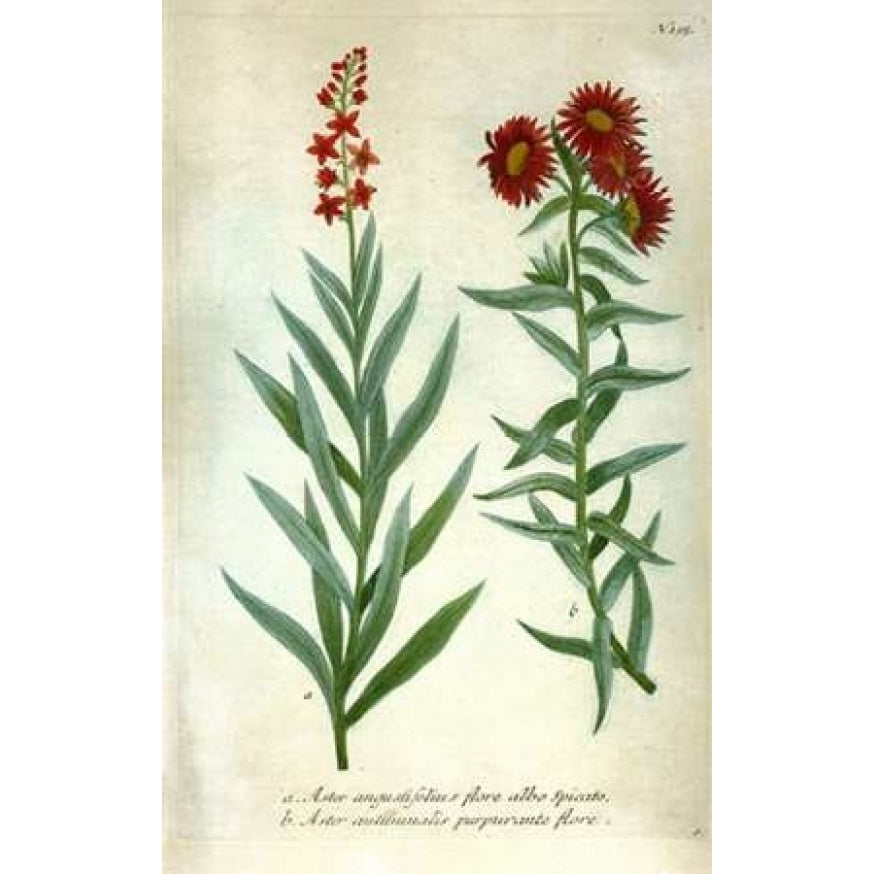 Aster Plate 195 Poster Print by Johann W. Weinmann-VARPDXJWW03 Image 2