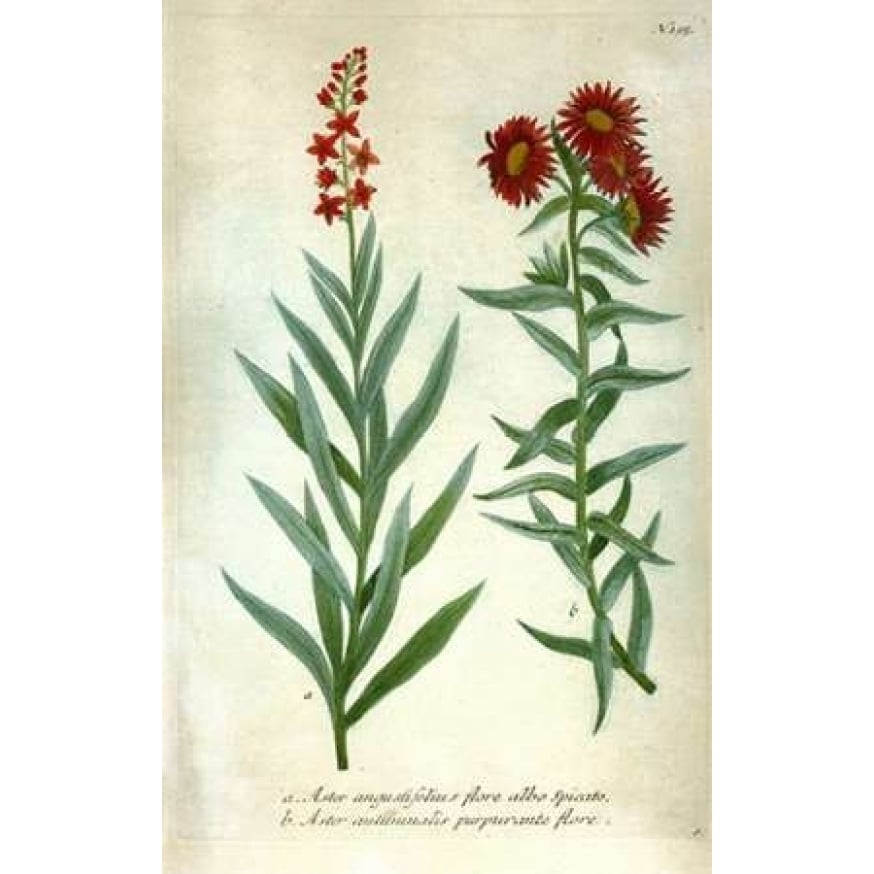 Aster Plate 195 Poster Print by Johann W. Weinmann-VARPDXJWW03 Image 1