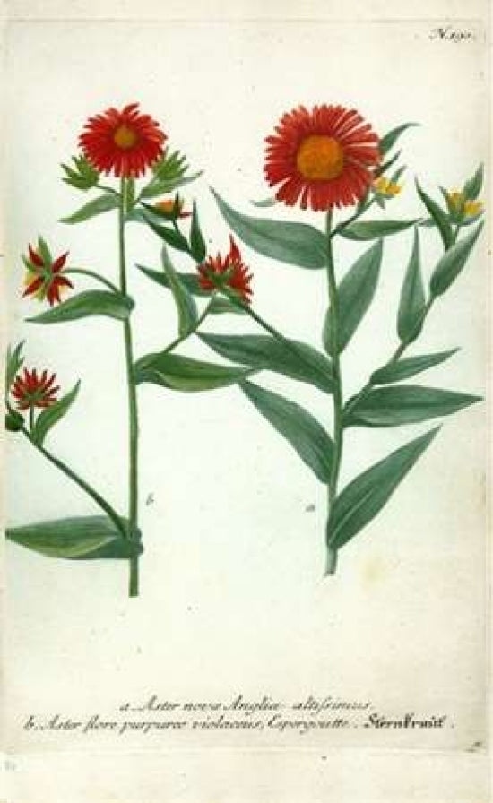 Aster Plate 190 Poster Print by Johann W. Weinmann-VARPDXJWW02 Image 1