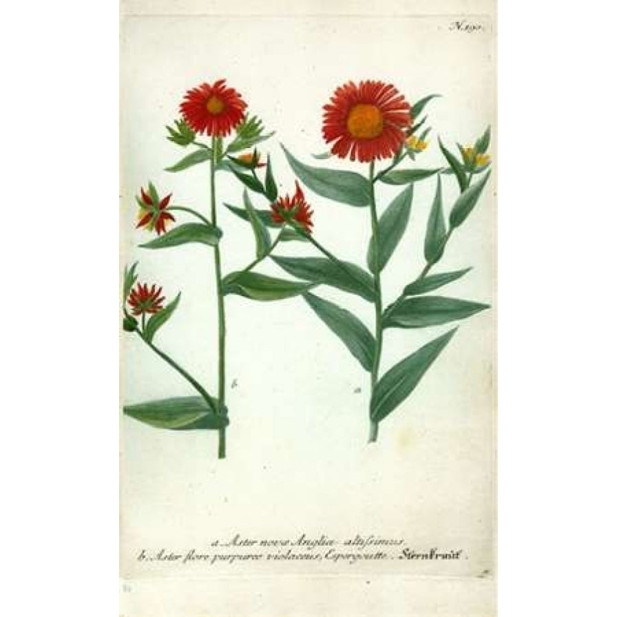 Aster Plate 190 Poster Print by Johann W. Weinmann-VARPDXJWW02 Image 2