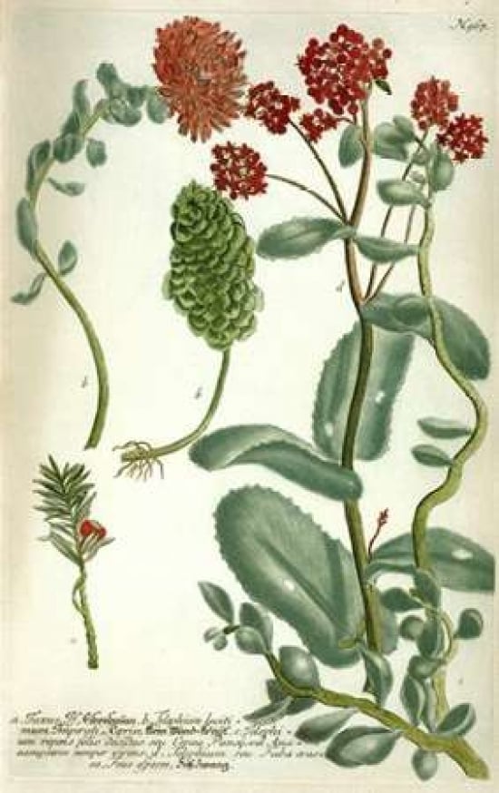 Sedum Plate 967 Poster Print by Johann W. Weinmann-VARPDXJWW04 Image 1