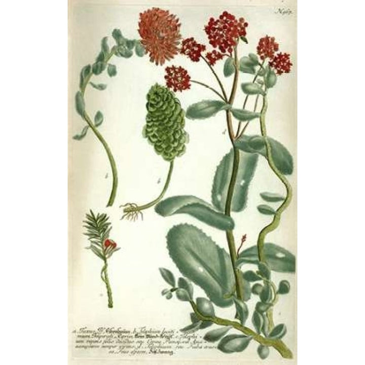 Sedum Plate 967 Poster Print by Johann W. Weinmann-VARPDXJWW04 Image 2