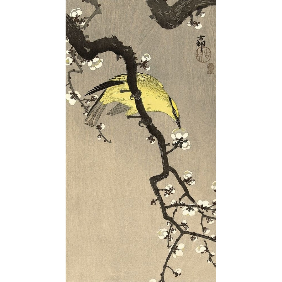 Chinese Wielewaal on Plum Blossom Branch 1900-1910 Poster Print by Ohara Koson-VARPDXK2720D Image 1