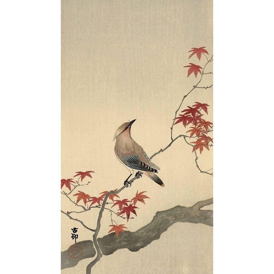 Japanese Waxwing on Maple 1900-1936 Poster Print by Ohara Koson-VARPDXK2719D Image 1