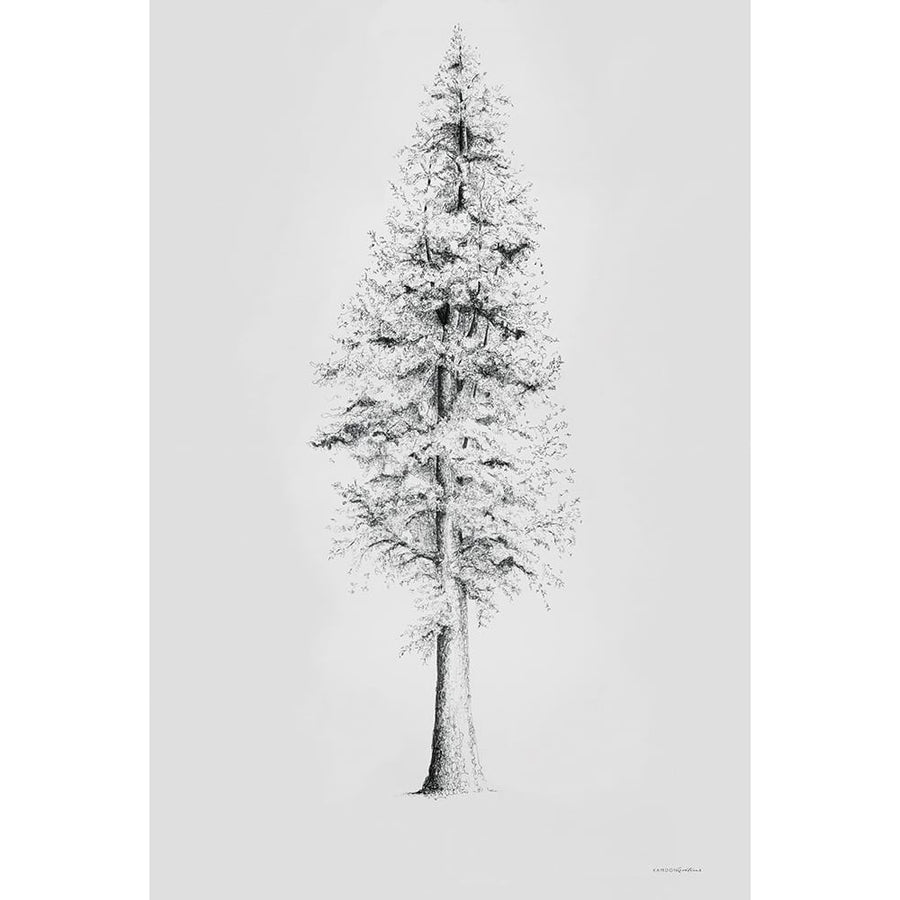 When a Redwood Isnt Red Poster Print - Kamdon Kreations-VARPDXKAM601 Image 1