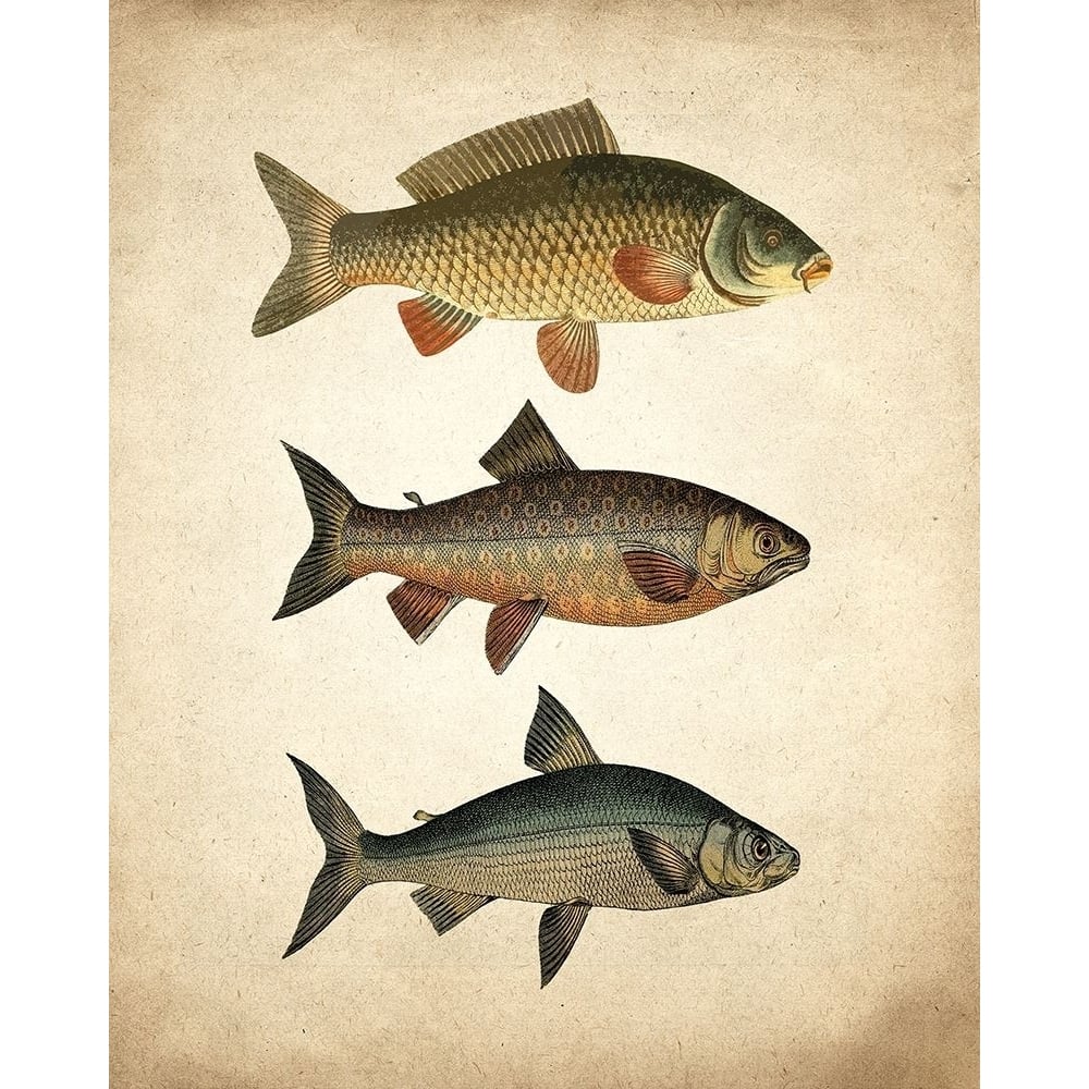 Fish B Poster Print by Allen Kimberly-VARPDXKARC1052B Image 1