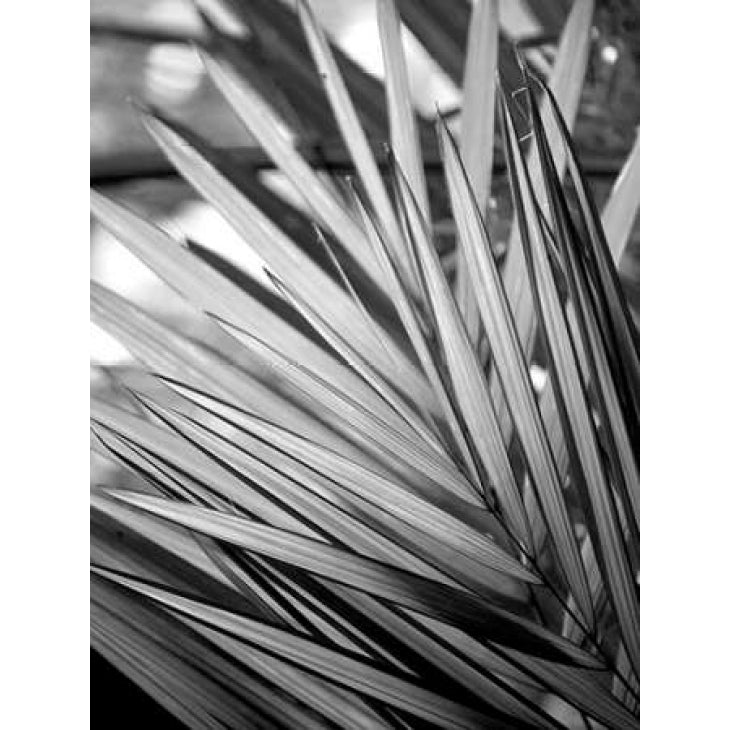 Metal BW Plant 2 Poster Print by Kimberly Allen-VARPDXKARC115B Image 1