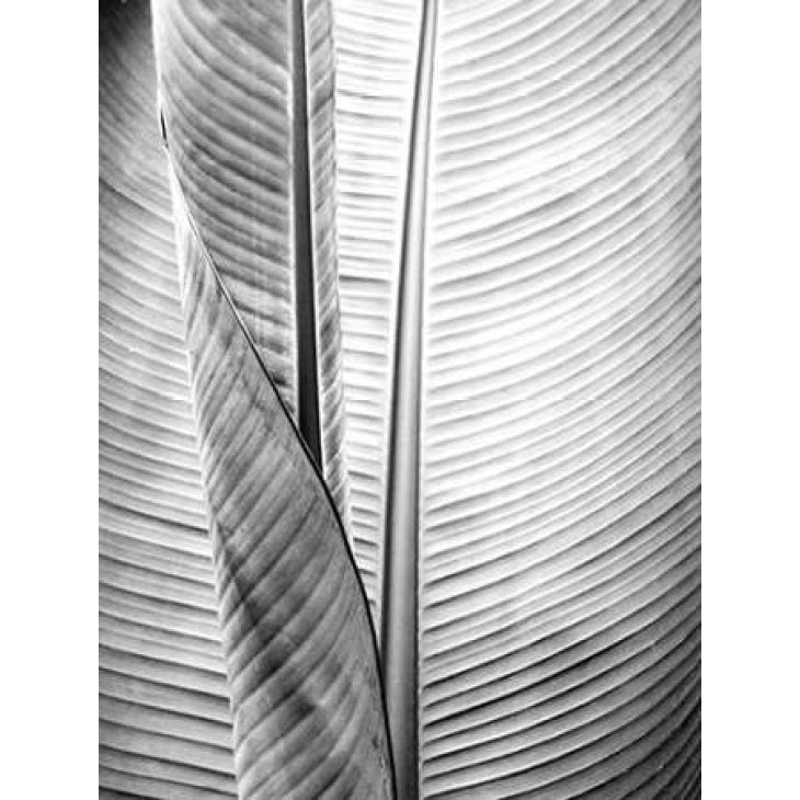 Metal BW Plant 1 Poster Print by Kimberly Allen-VARPDXKARC115A Image 2