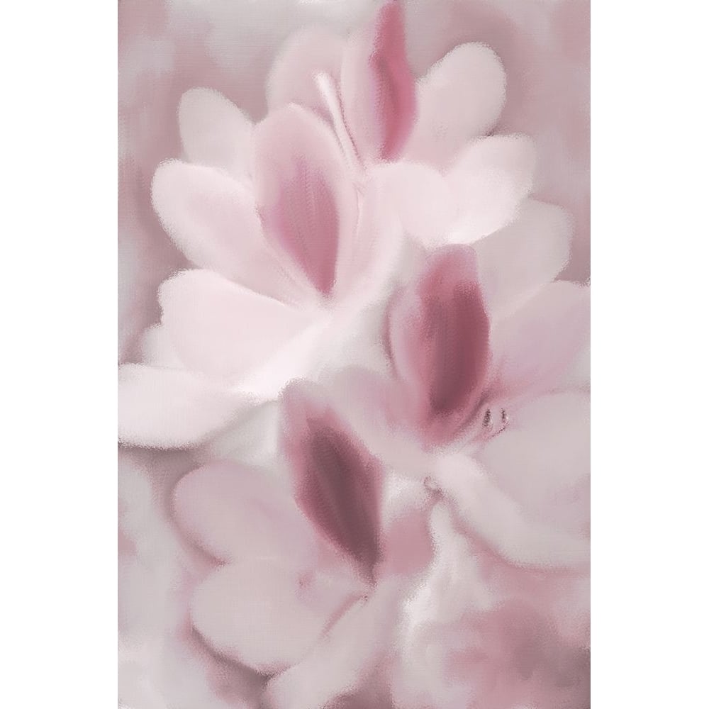 Blush Orchid Poster Print by Allen Kimberly-VARPDXKARC1338A Image 1