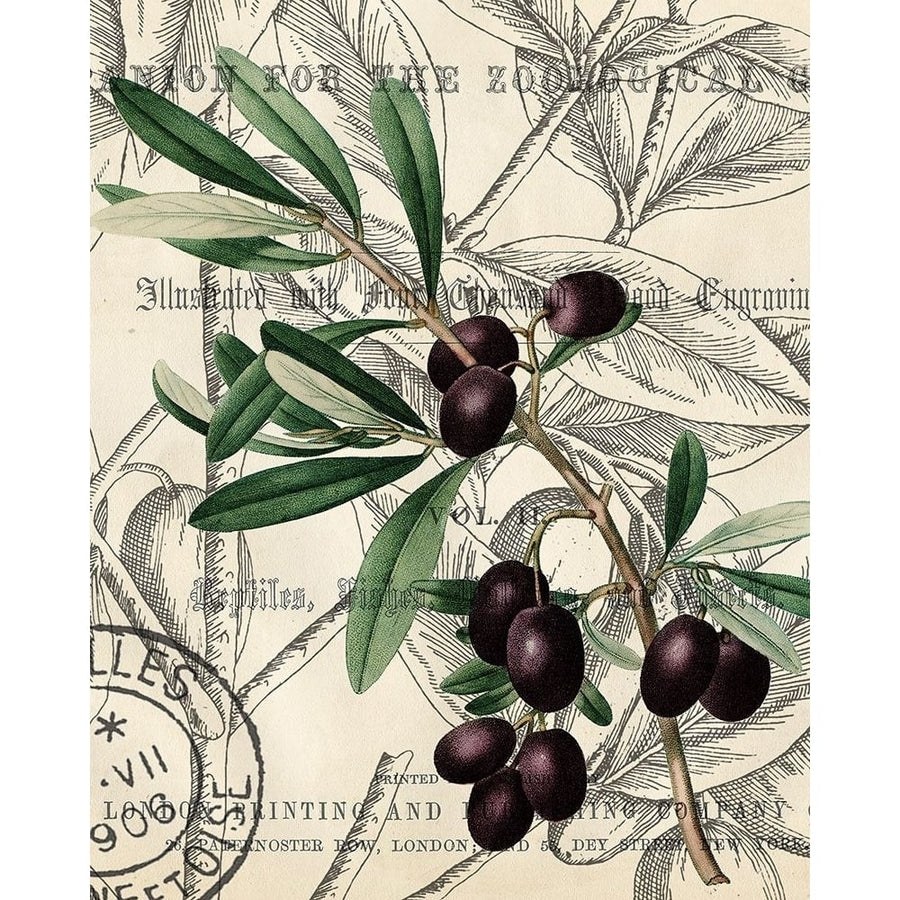 Olive Love 2 Poster Print by Allen Kimberly-VARPDXKARC1343B Image 1