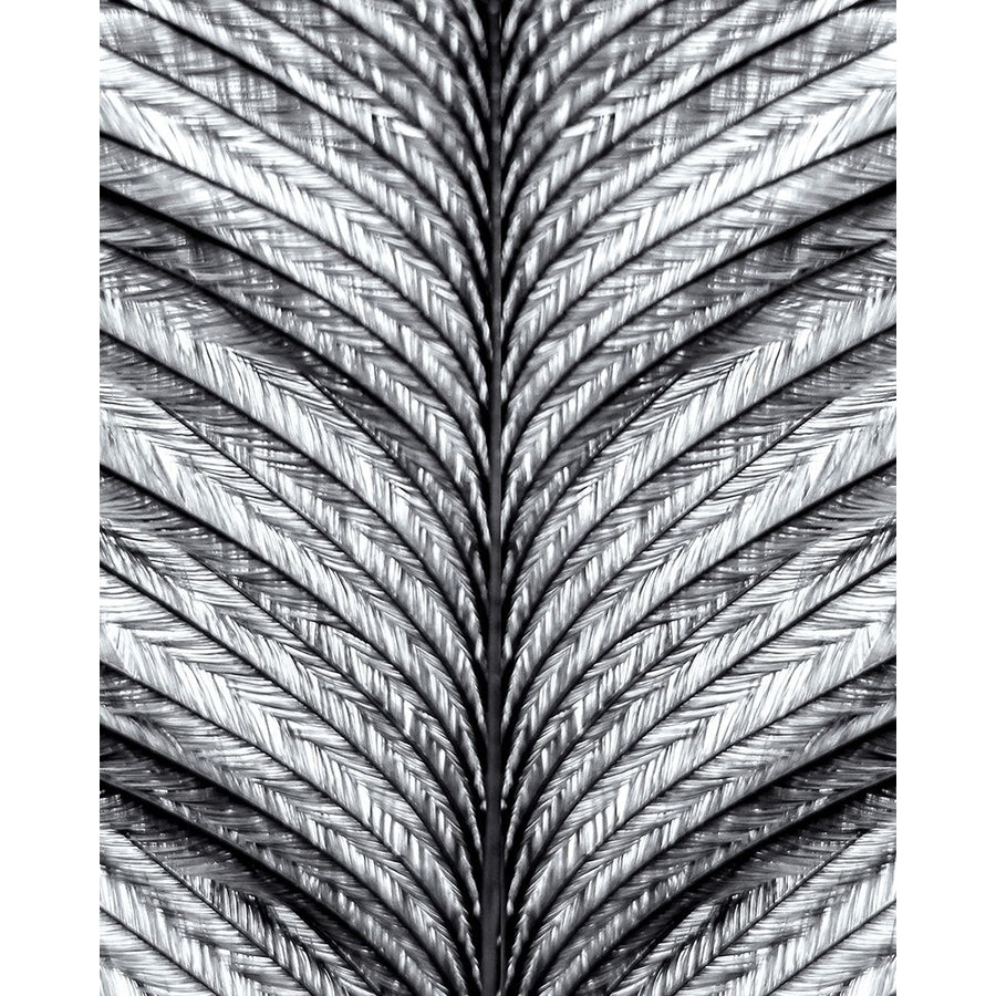 Black and White Feather 1 Poster Print by Allen Kimberly-VARPDXKARC1374A Image 1