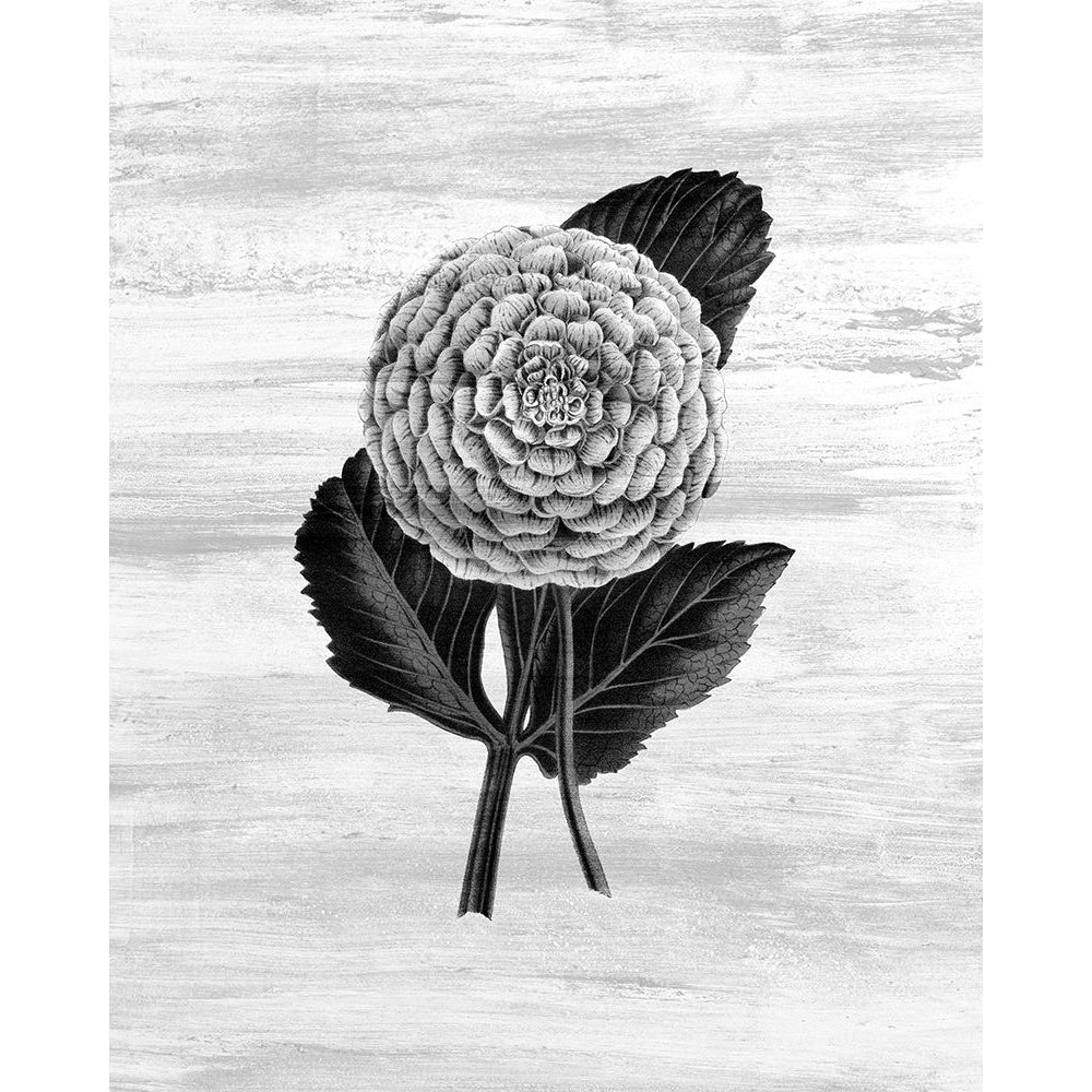 Botanical Flower 3 Poster Print by Allen Kimberly-VARPDXKARC1375C Image 1