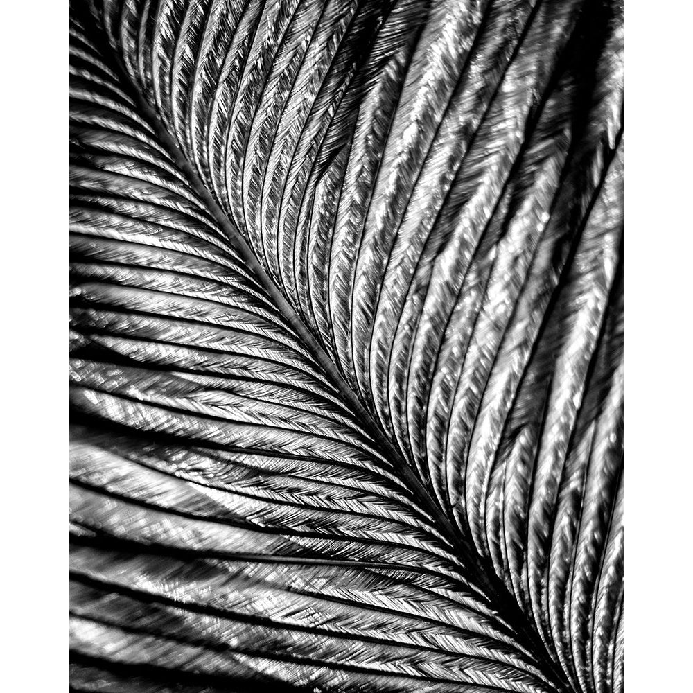 Black and White Feather 2 Poster Print by Allen Kimberly-VARPDXKARC1374B Image 1