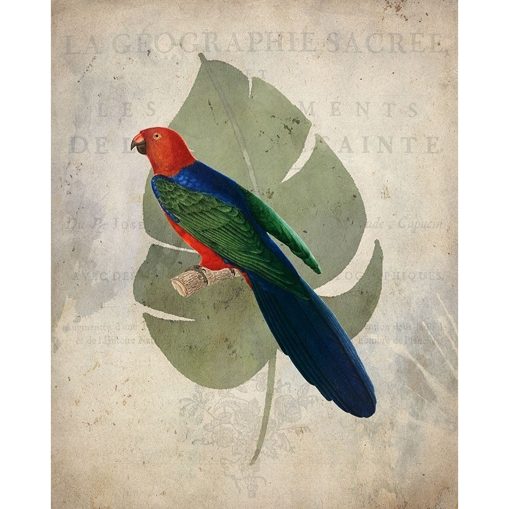 Parrot 2 Poster Print by Allen Kimberly-VARPDXKARC1389B Image 1