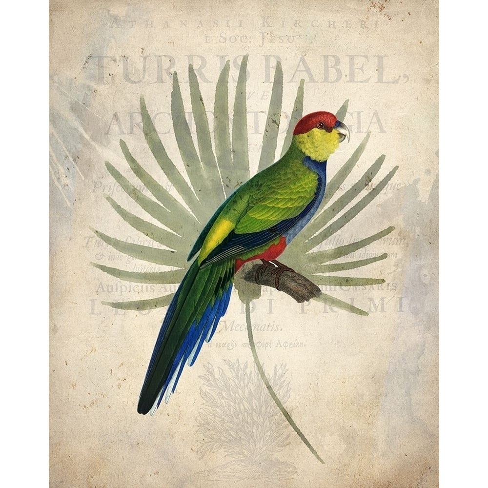 Parrot 1 Poster Print by Allen Kimberly-VARPDXKARC1389A Image 1