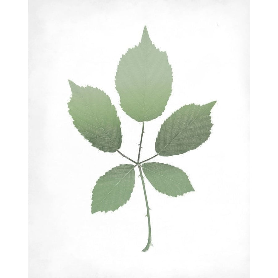 Leaves Print 2 Poster Print by Allen Kimberly-VARPDXKARC1391B Image 1