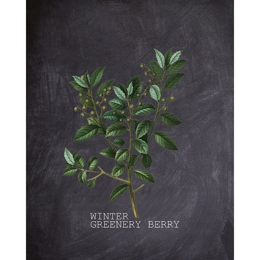 Blackboard Botanical 2 Poster Print by Allen Kimberly-VARPDXKARC1467B Image 1