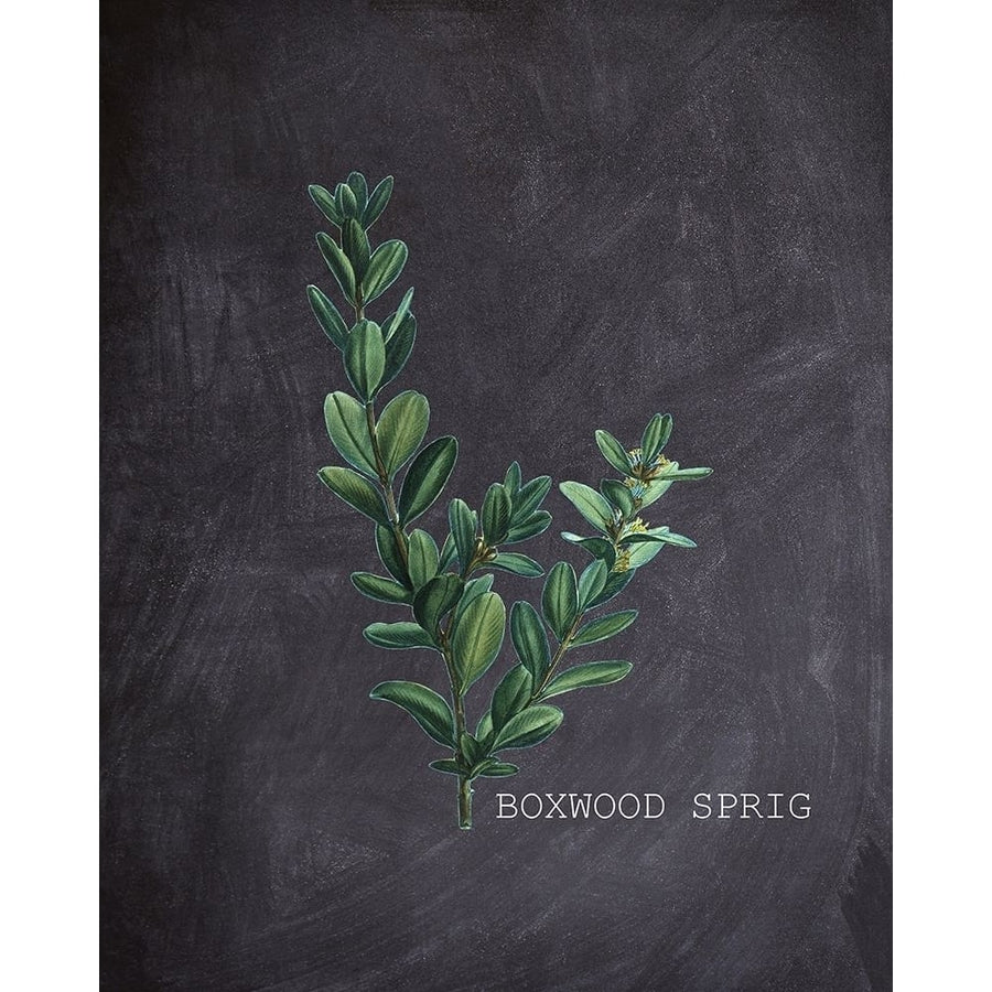 Blackboard Botanical 1 Poster Print by Allen Kimberly-VARPDXKARC1467A Image 1