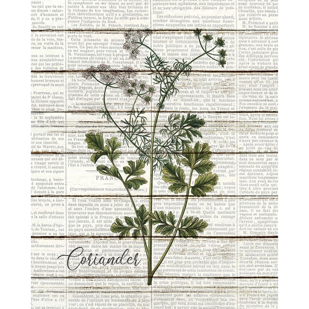 Coriander Poster Print by Allen Kimberly-VARPDXKARC1510A Image 1