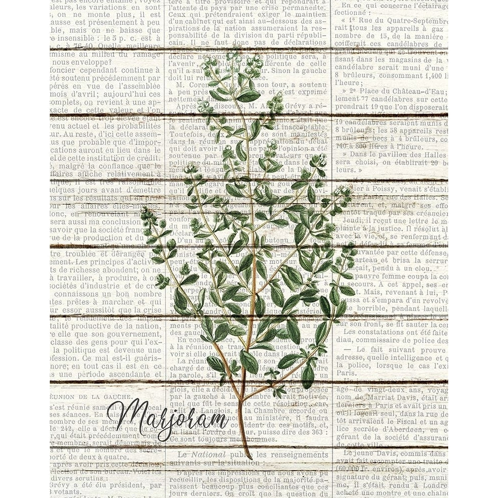 Marjoram Poster Print by Allen Kimberly-VARPDXKARC1510C Image 1