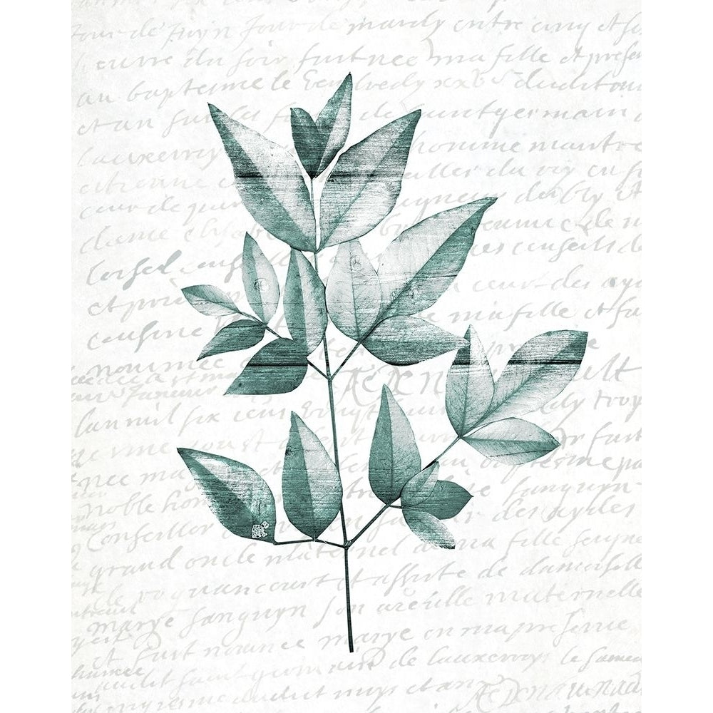 Pressed Leaves 1 Poster Print by Allen Kimberly-VARPDXKARC1511A Image 1