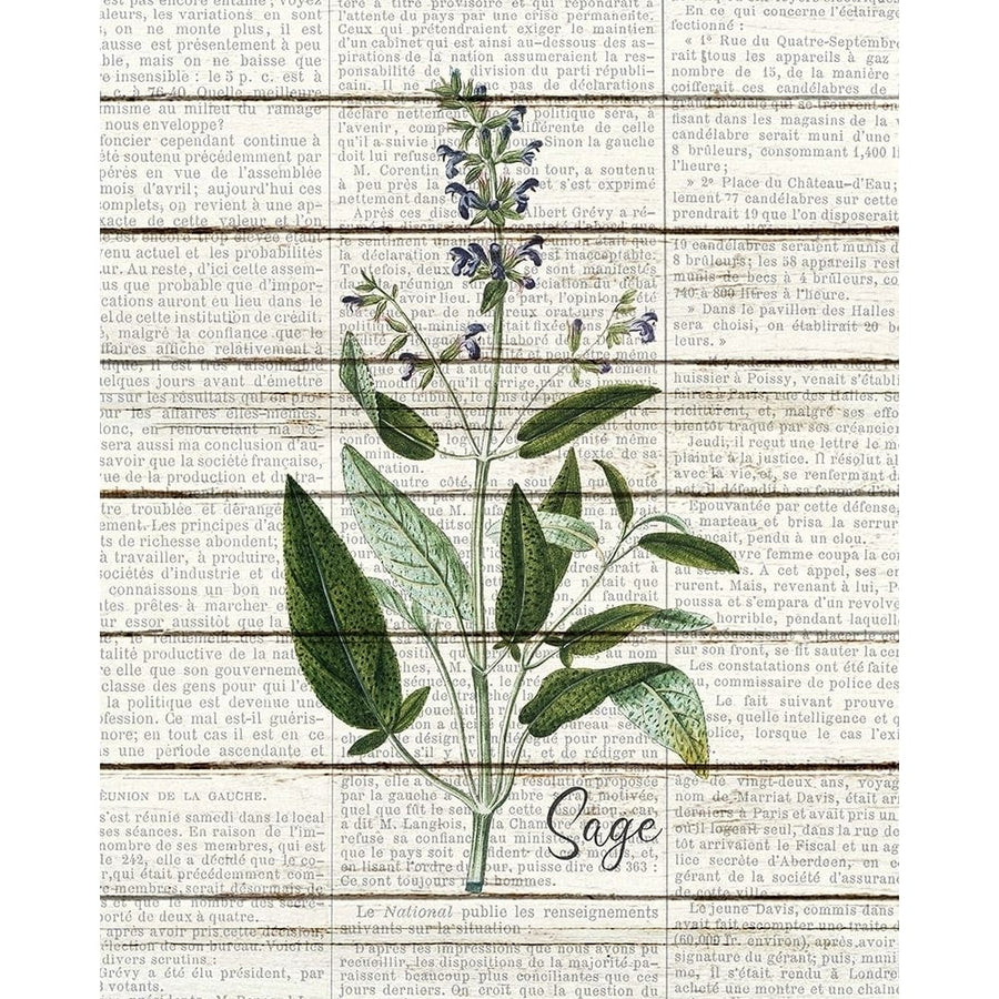 Sage Poster Print by Allen Kimberly-VARPDXKARC1510D Image 1