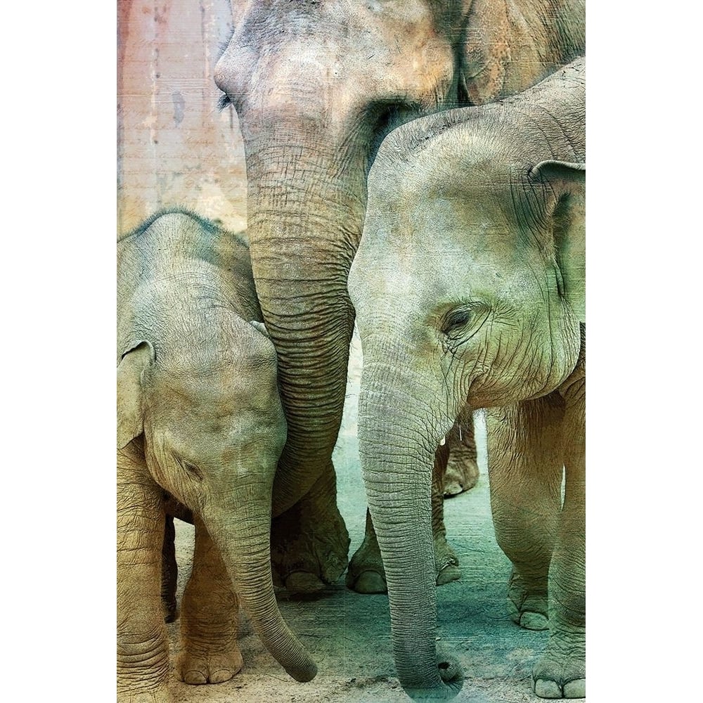 Elephant Family Poster Print by Allen Kimberly-VARPDXKARC1496A Image 1