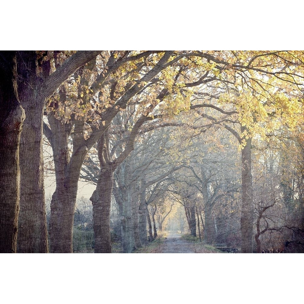 Avenue of Trees Poster Print by Allen Kimberly-VARPDXKARC1519 Image 1