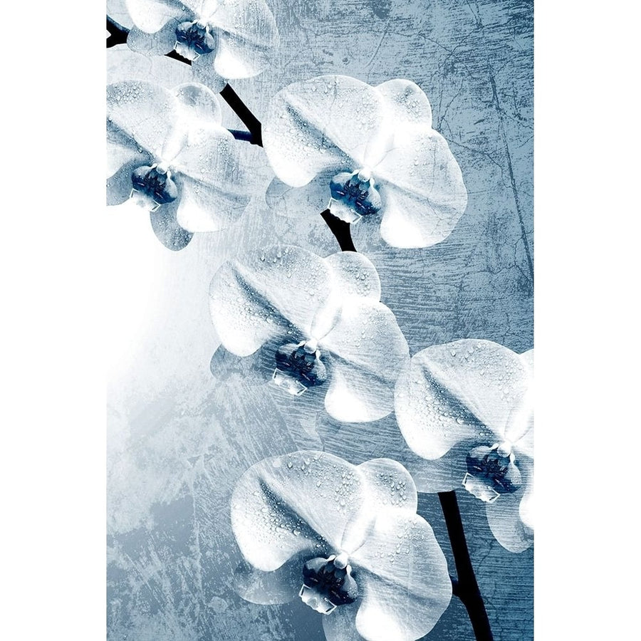 Climbing Orchids 2 Poster Print by Allen Kimberly-VARPDXKARC1525A Image 1