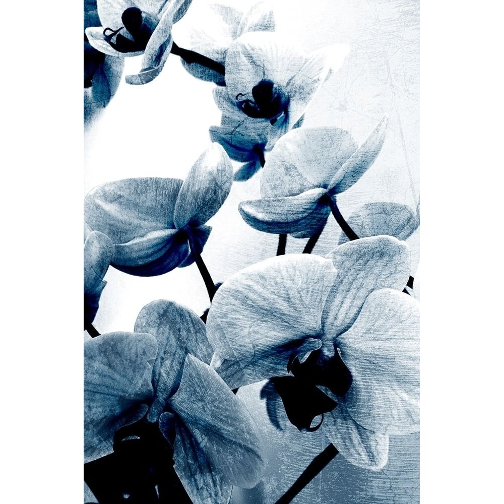 Climbing Orchids Poster Print by Allen Kimberly-VARPDXKARC1525B Image 1