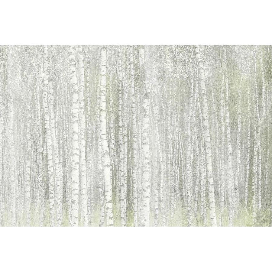 Into the Birches Poster Print by Allen Kimberly-VARPDXKARC1537A Image 1