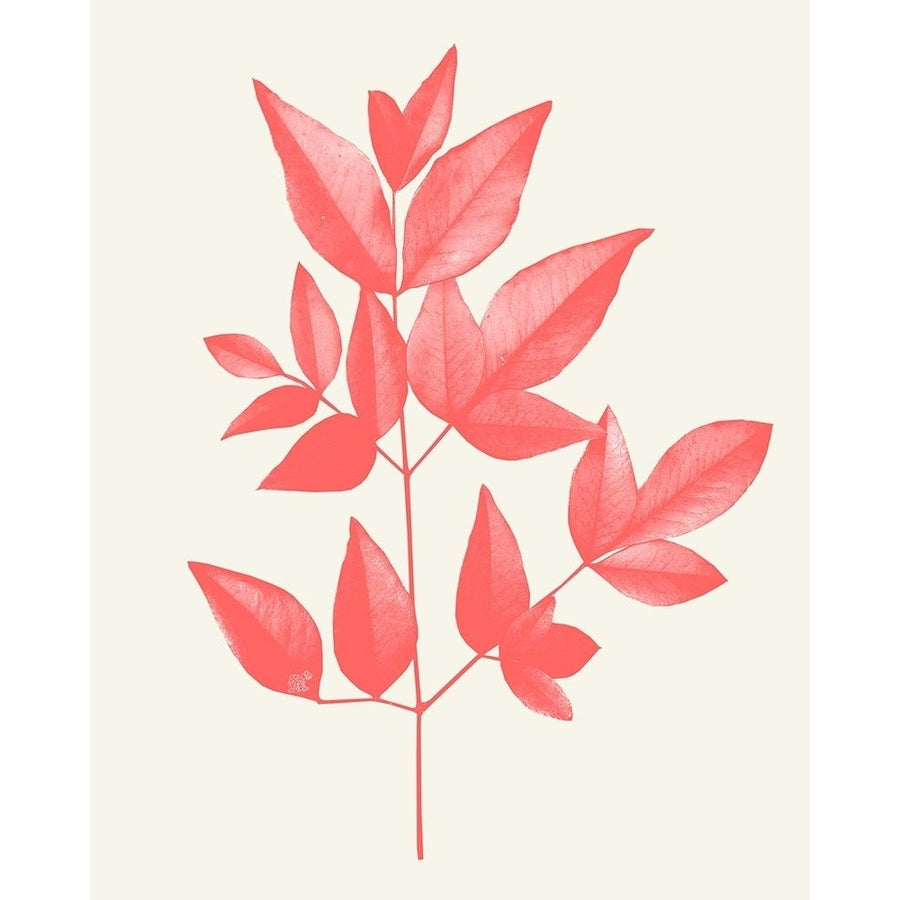 Coral Leaves 2 Poster Print by Allen Kimberly-VARPDXKARC1587B Image 1