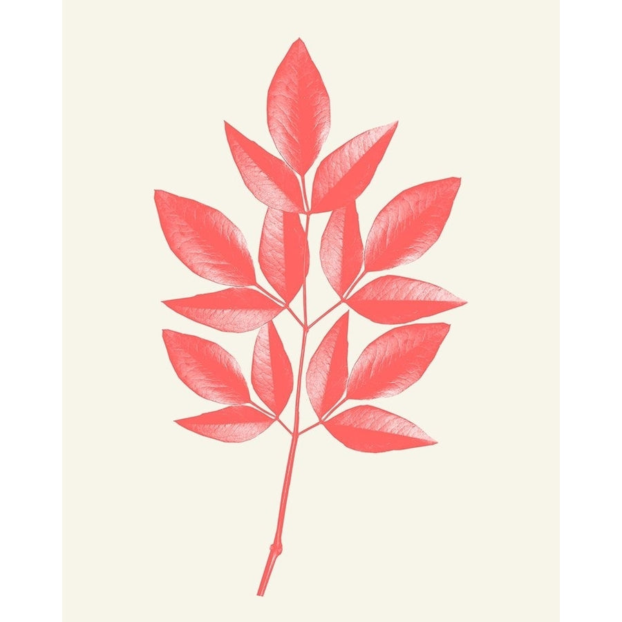 Coral Leaves 1 Poster Print by Allen Kimberly-VARPDXKARC1587A Image 1