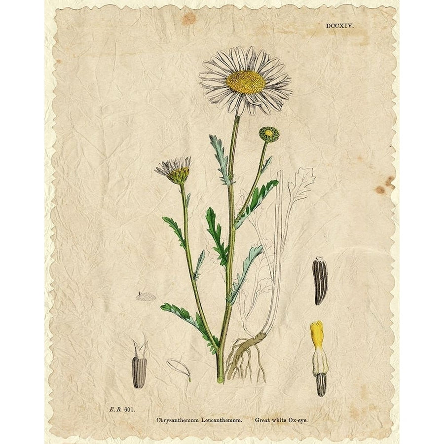 Mayweed 2 Poster Print by Allen Kimberly-VARPDXKARC1738B Image 1