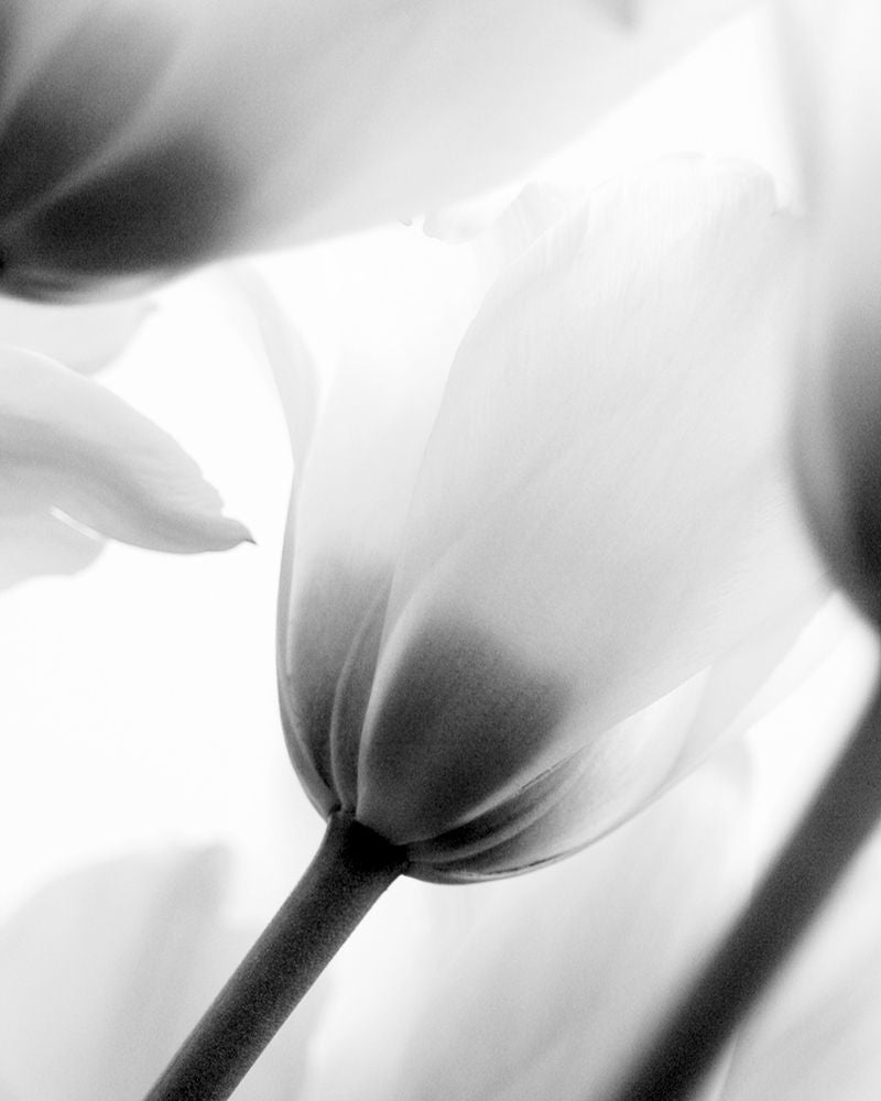 Black and White Tulip 2 Poster Print by Allen Kimberly-VARPDXKARC1803B Image 1