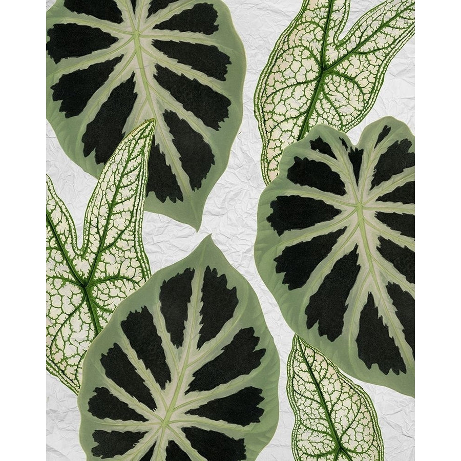 My Greens 2 Poster Print by Allen Kimberly-VARPDXKARC1808B Image 1