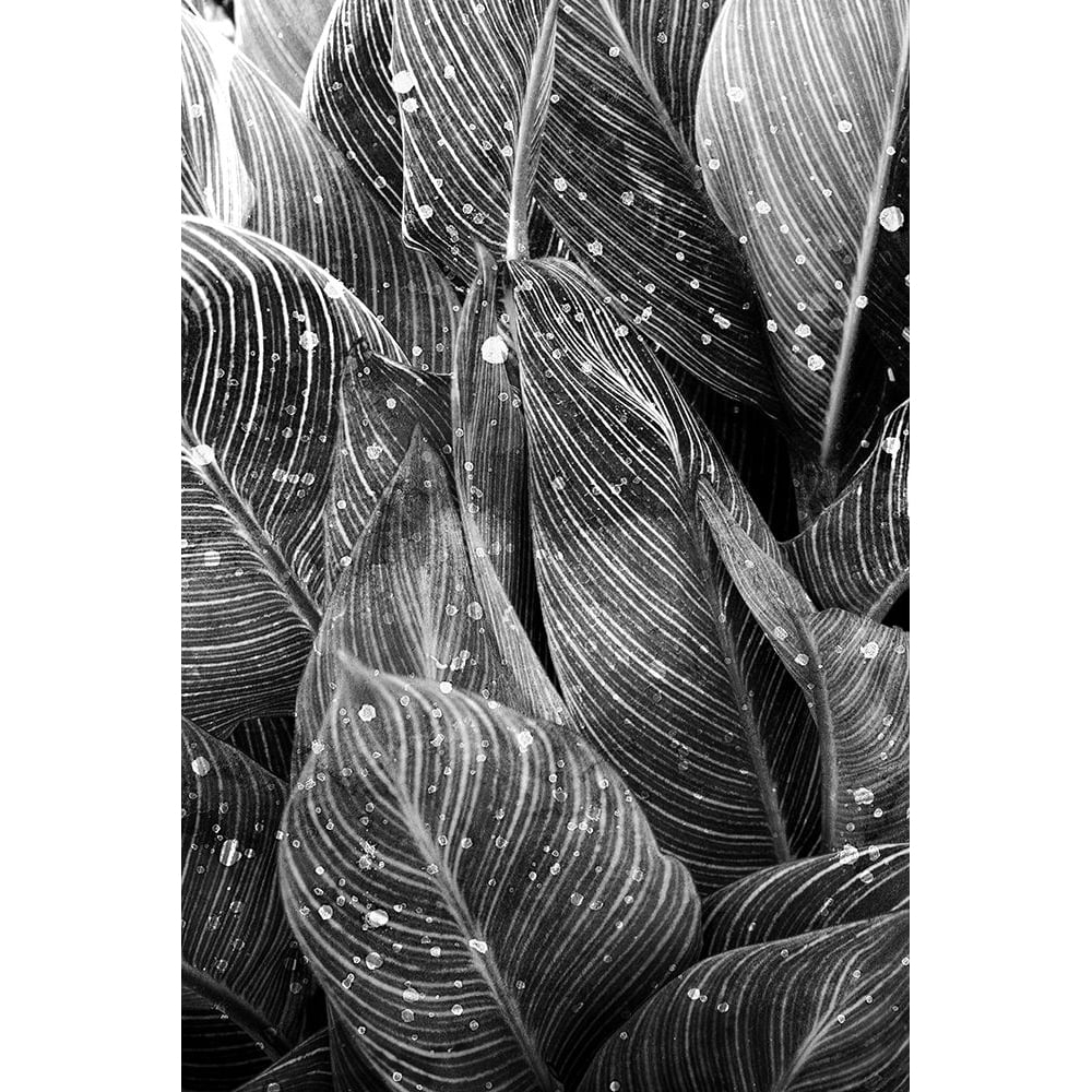 Midnight Palm Leaves 1 bw Poster Print by Kimberly Allen-VARPDXKARC2012A Image 1